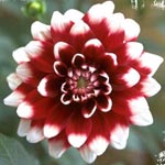 L'hivernage des dahlias L'hivernage des dahlias