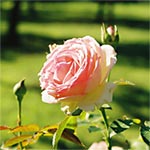 Entretenir un rosier Entretenir un rosier