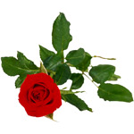 Quels soins pour mes rosiers ? Quels soins pour mes rosiers ?