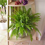 Entretenir les plantes d'appartement pendant l'hiver Entretenir les plantes d'appartement pendant l'hiver
