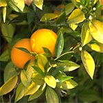 Planter un arbre fruitier Planter un arbre fruitier