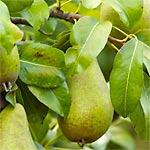 Planter un arbre ou un arbuste en conteneur Planter un arbre ou un arbuste en conteneur