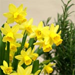 Le calendrier du jardin : Mars Le calendrier du jardin : Mars