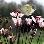 Le calendrier du jardin : Avril Le calendrier du jardin : Avril