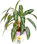 Arroser vos plantes d'intérieur Arroser vos plantes d'intérieur