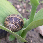 Lutter contre les limaces et les escargots Lutter contre les limaces et les escargots
