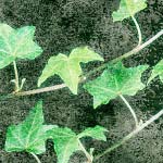 Planter des grimpantes en conteneur Planter des grimpantes en conteneur