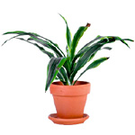 Entretenir les plantes d'appartement pendant l'hiver Entretenir les plantes d'appartement pendant l'hiver