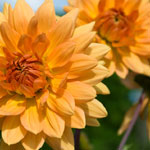 Planter des dahlias Planter des dahlias