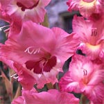 Planter des petits bulbes Planter des petits bulbes