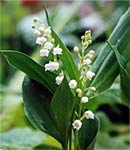 Planter du muguet Planter du muguet