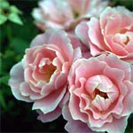 Planter un rosier en conteneur Planter un rosier en conteneur