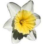 Planter des narcisses Planter des narcisses