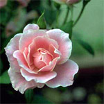 Planter un rosier en racines nues Planter un rosier en racines nues