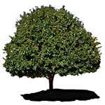 Respecter les distances de plantation Respecter les distances de plantation