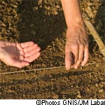 Calendrier du potager : janvier, février, mars Calendrier du potager : janvier, février, mars