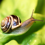 Prévenir l'apparition des limaces et escargots Prévenir l'apparition des limaces et escargots