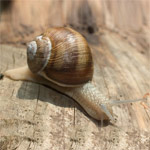 La lutte mécanique contre les limaces et escargots La lutte mécanique contre les limaces et escargots