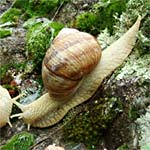 La lutte chimique contre les limaces et escargots La lutte chimique contre les limaces et escargots