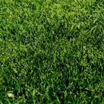 Aérer et fertiliser une pelouse Aérer et fertiliser une pelouse