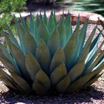 Sirop d'agave Sirop d'agave