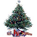 Faire durer un sapin de Noël Faire durer un sapin de Noël
