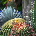 Quelques cactus Quelques cactus
