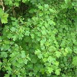 Les plantes médicinales Les plantes médicinales