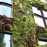 Le mur végétal Le mur végétal
