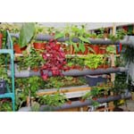 Le potager d'intérieur Le potager d'intérieur